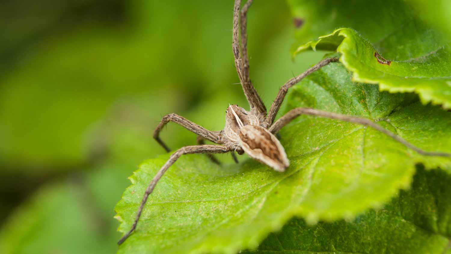 close up of spider on plant leaf in the garden