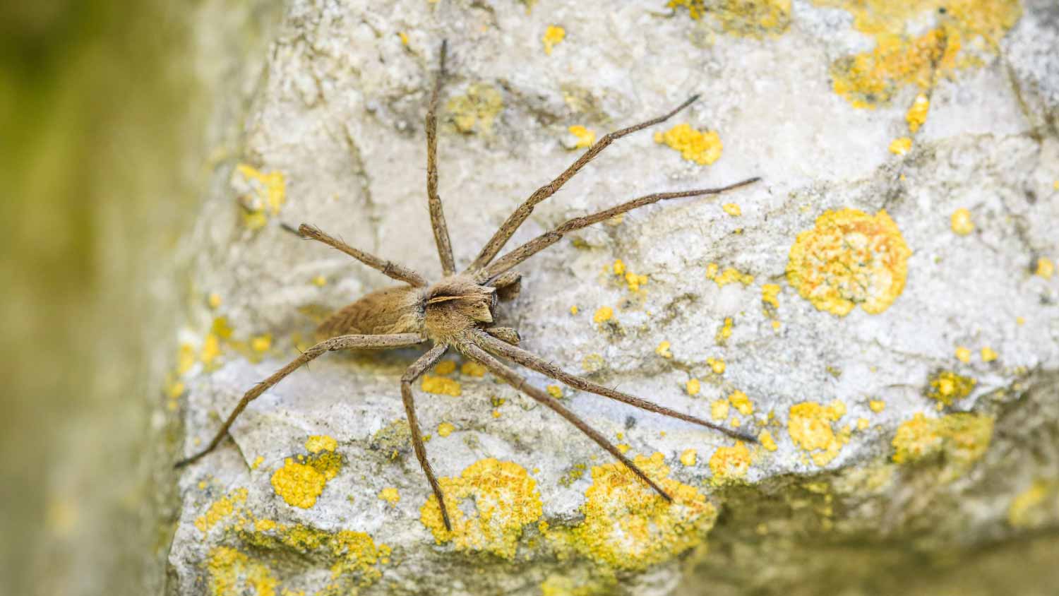 Solitary hobo spider