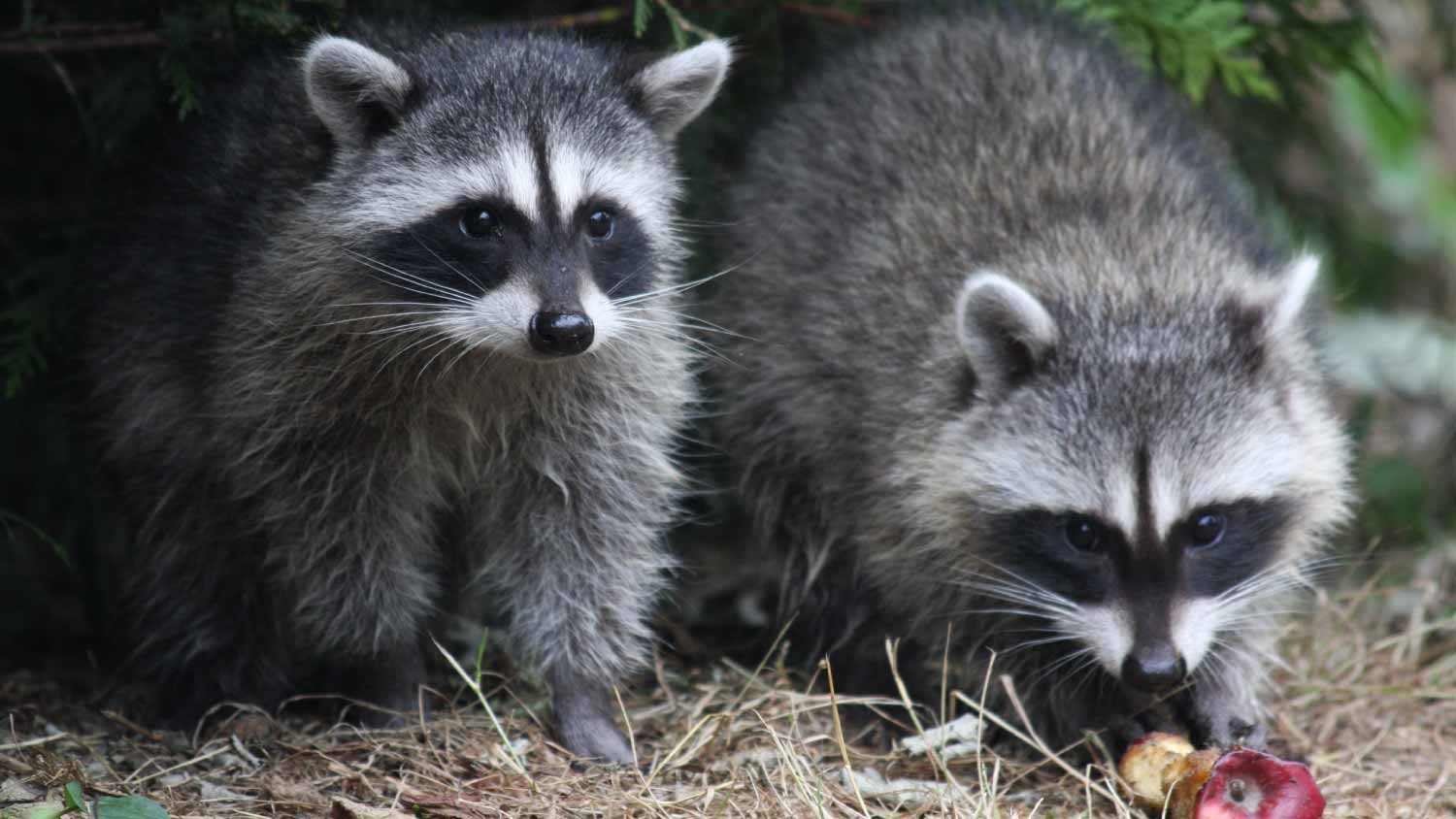 mother and baby raccoon