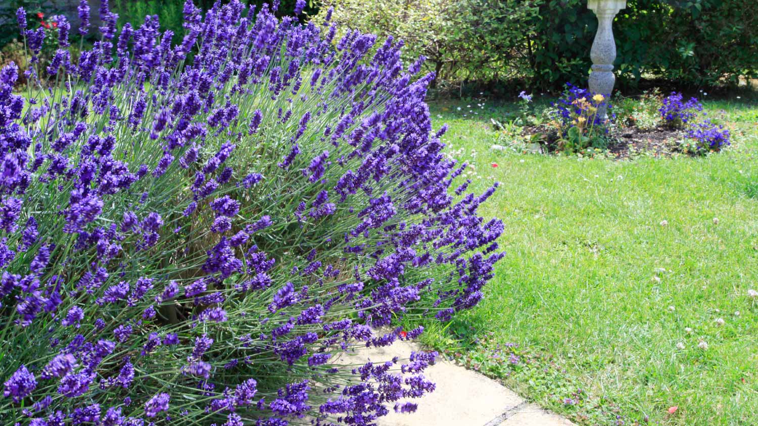 Lavender bush and Bird Bath