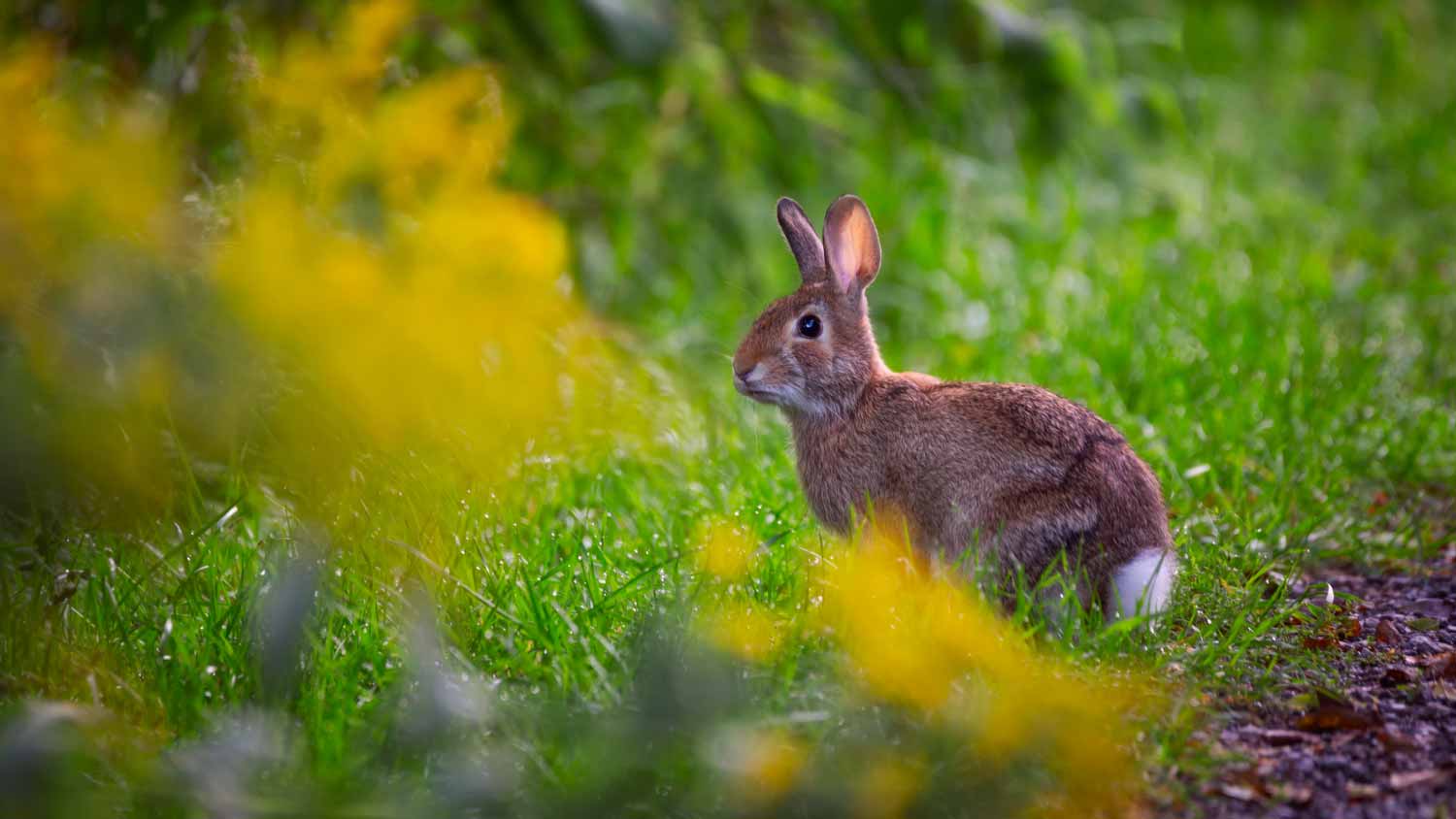 Rabbit sitting on grass