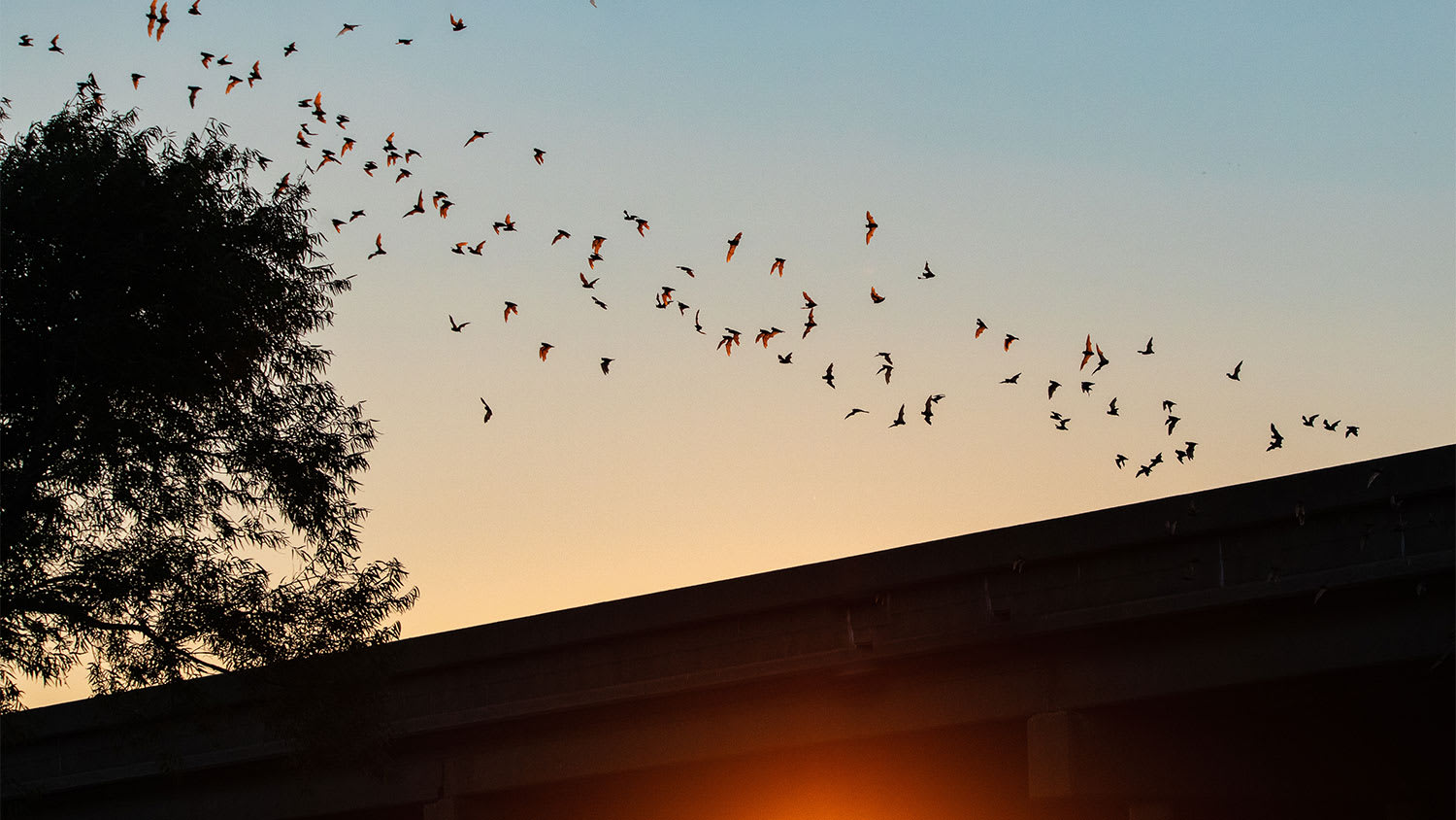 Bats fly outside a house