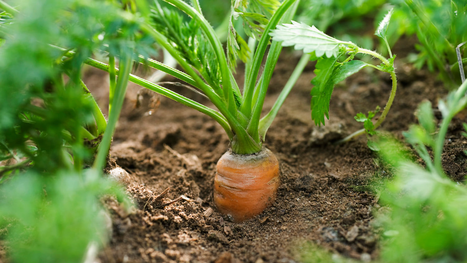 Carrot growing in vegetable garden