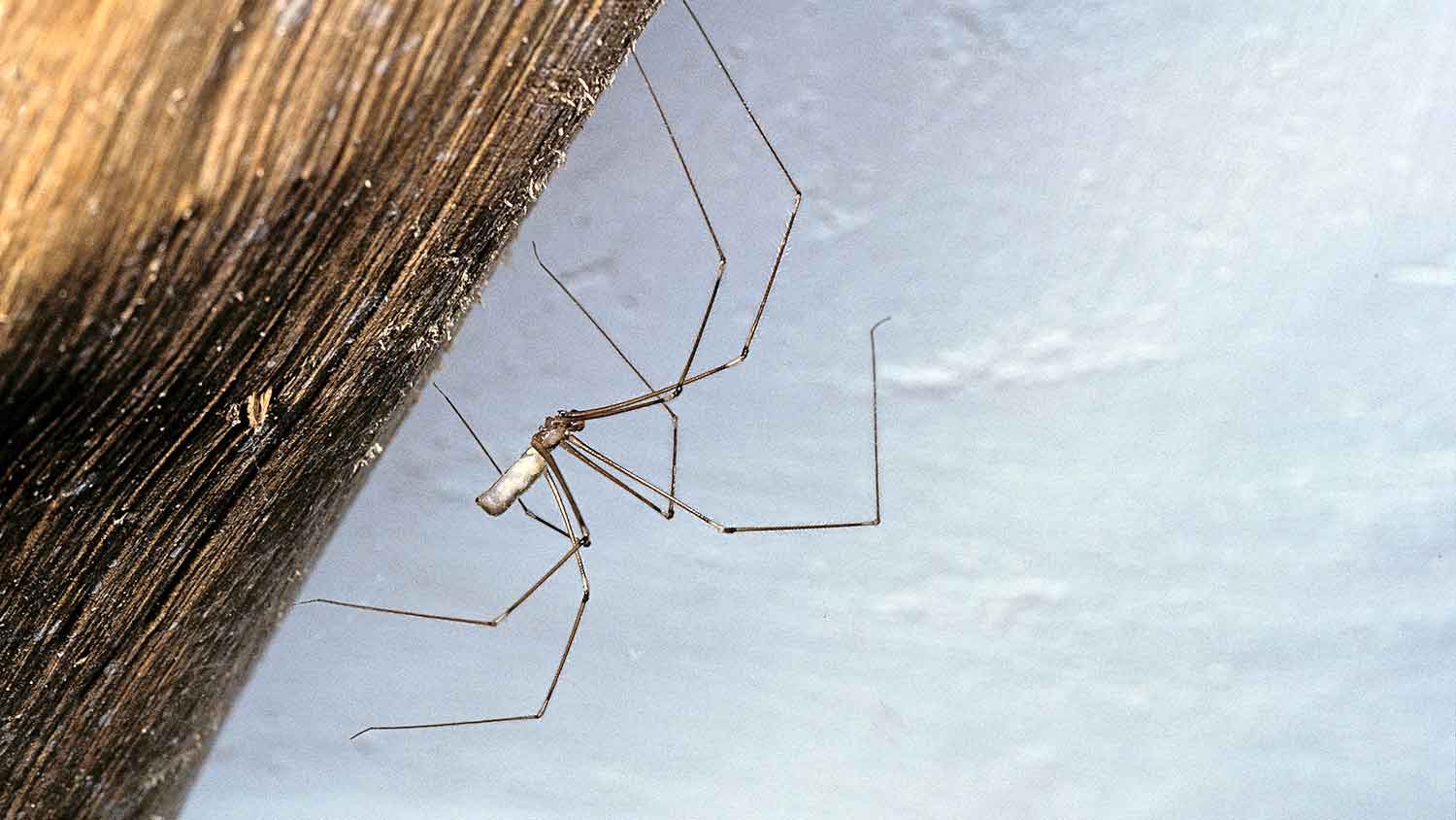 Cellar spider on a wooden beam