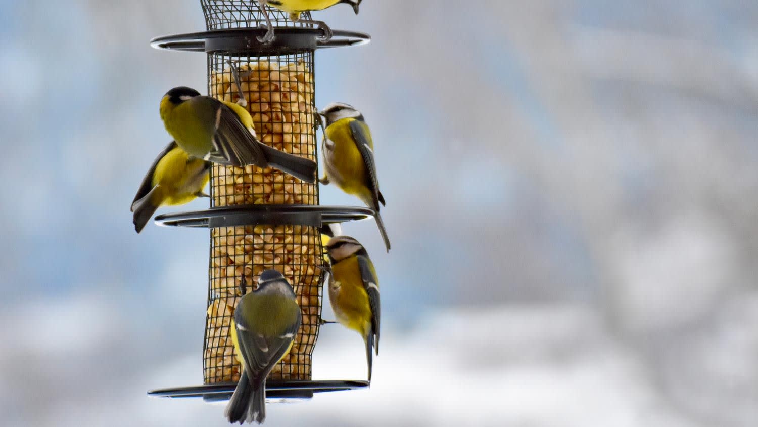 Flock of birds eating from a bird feeder