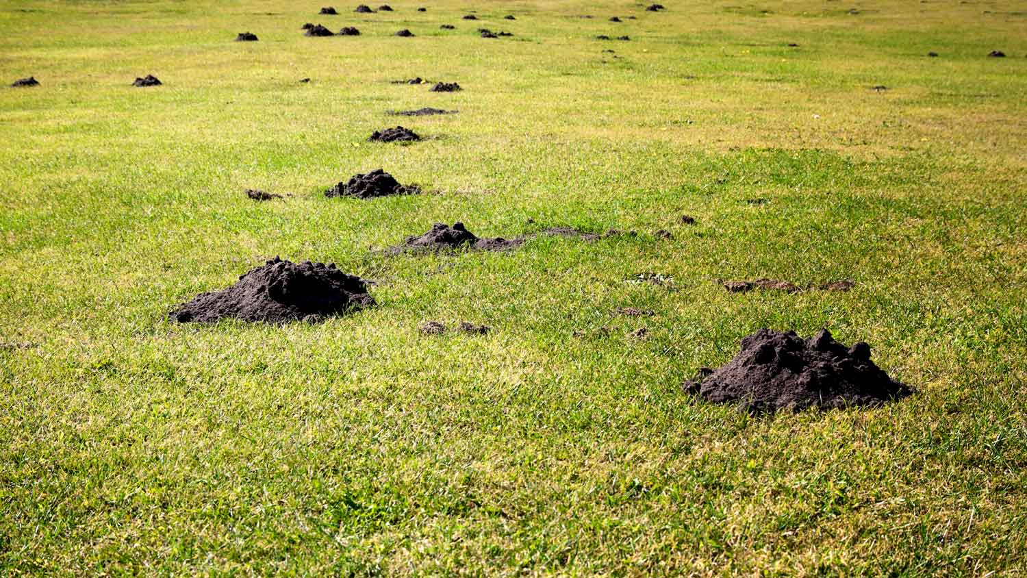 Plague of mole hills