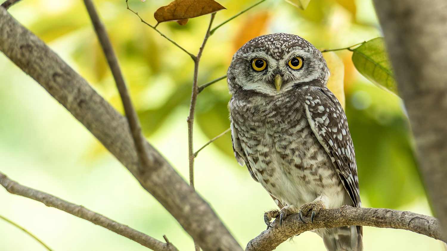 Owl sitting in tree