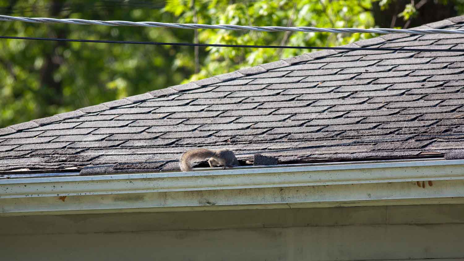 A squirrel entering a house through a hole in the roof