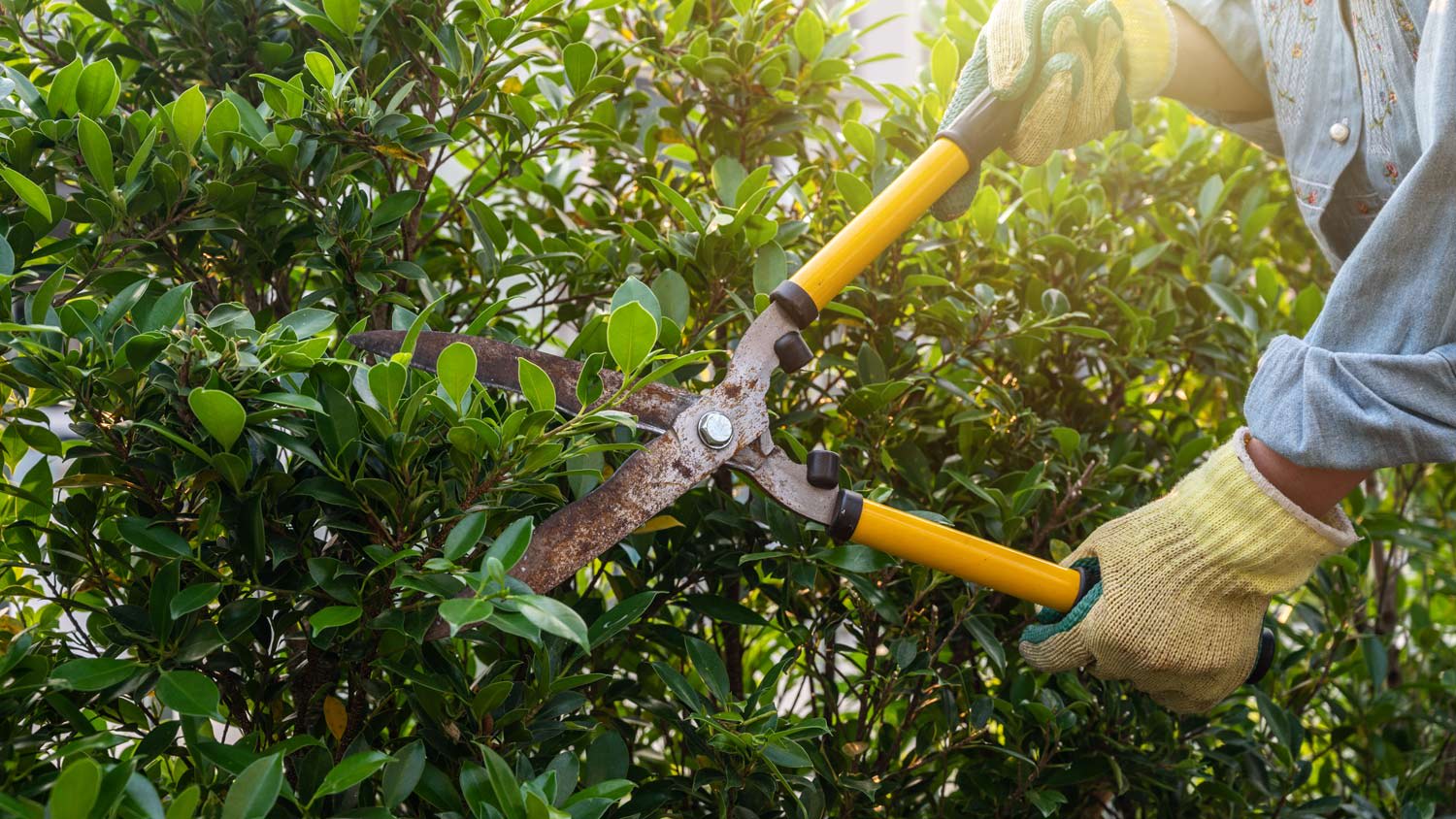 Trimming leaves on scrub