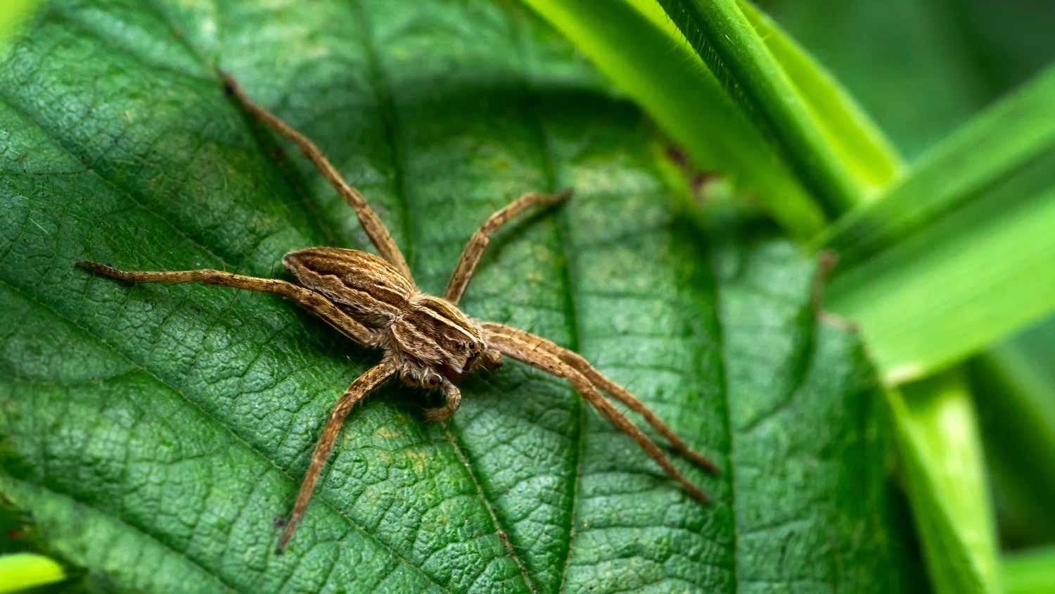 wolf spider on a leaf