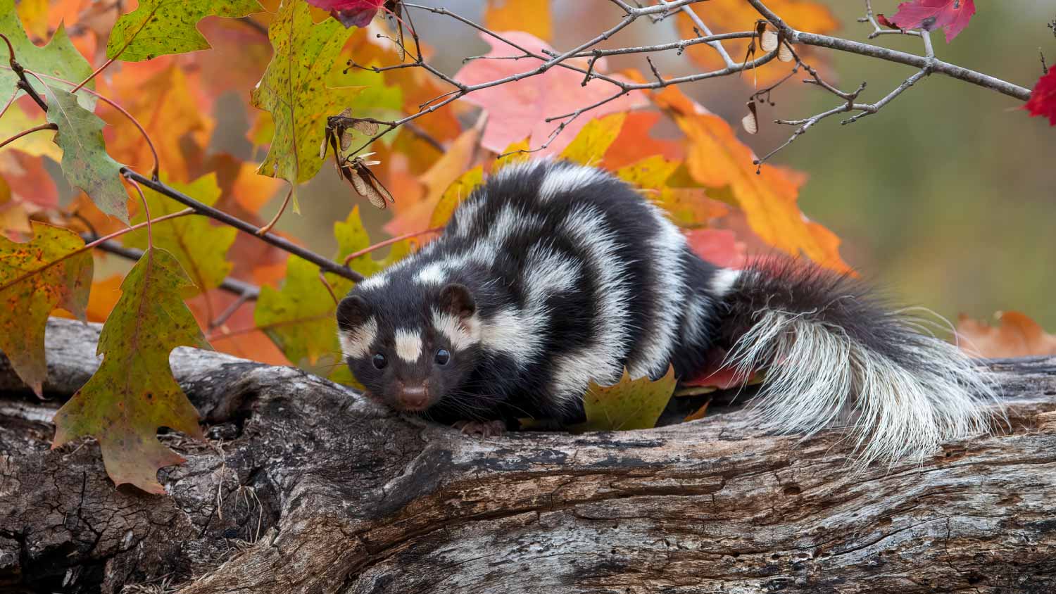 Small skunk in nature