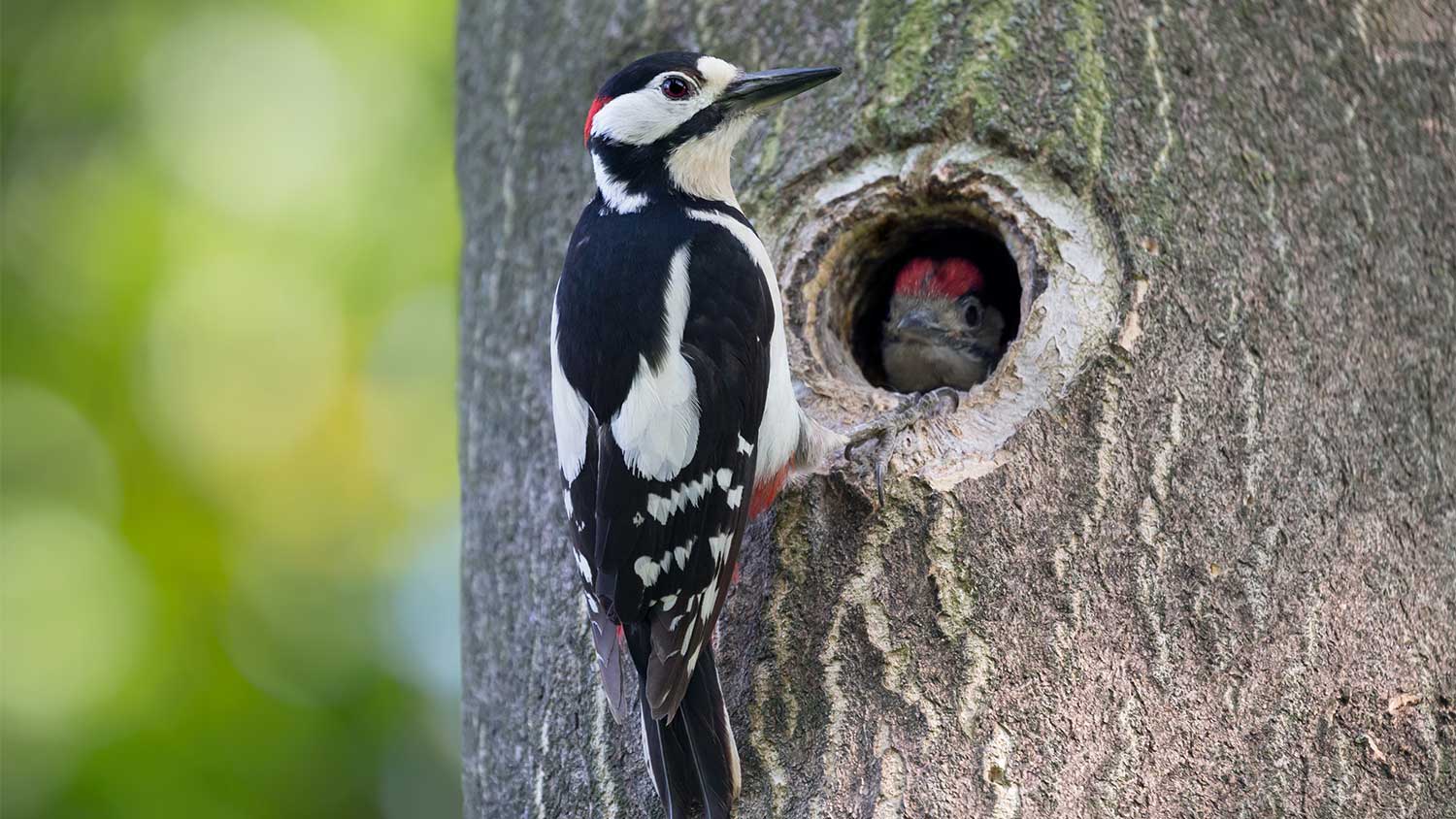 A woodpecker perches on a tree