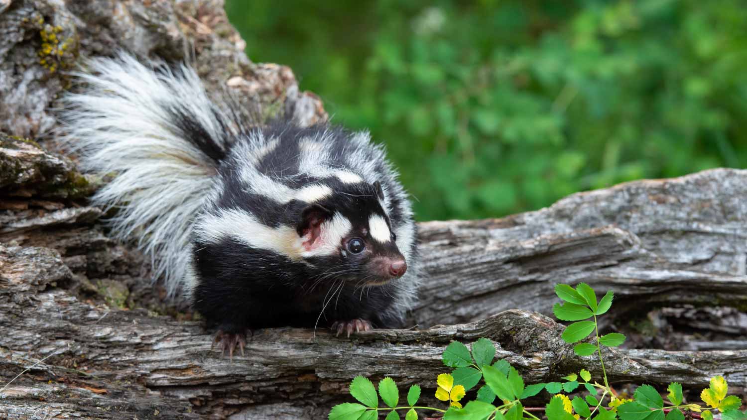 Close up striped skunk