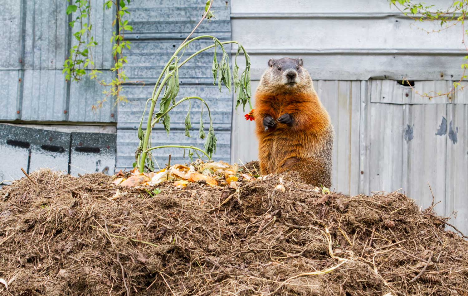 A groundhog feeding on a pile of compost