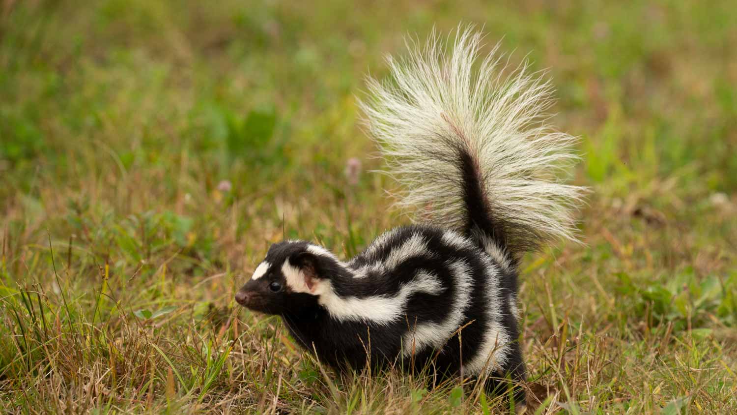Western Spotted Skunk