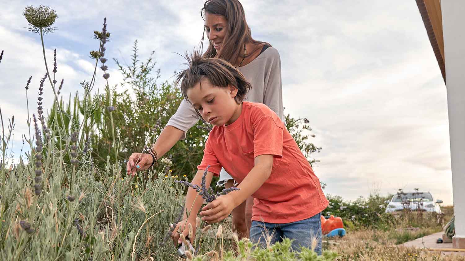 Mother and son harvesting aromatic herbs