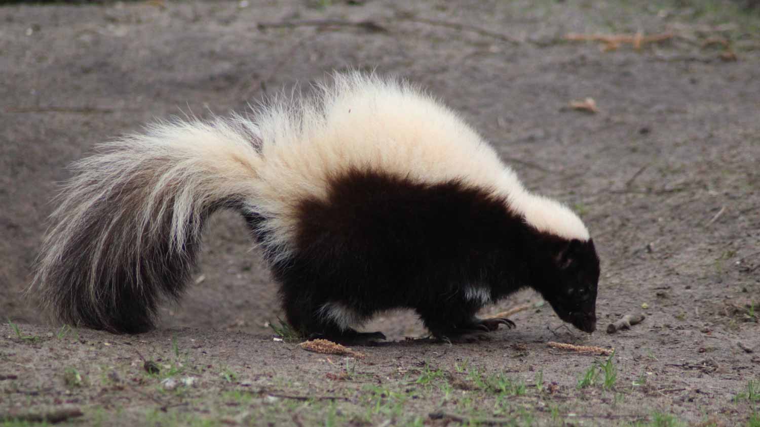 Skunk searching for food