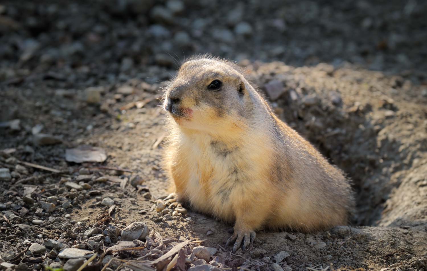 A groundhog looking out of a hole