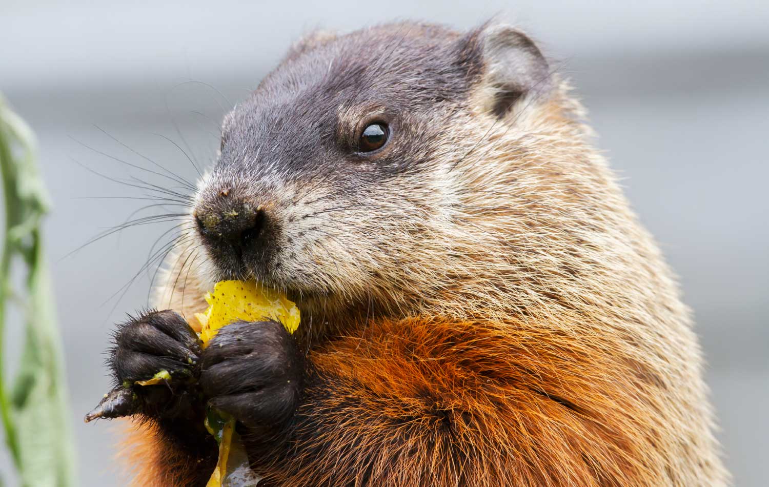 A close up of a groundhog eating fruit