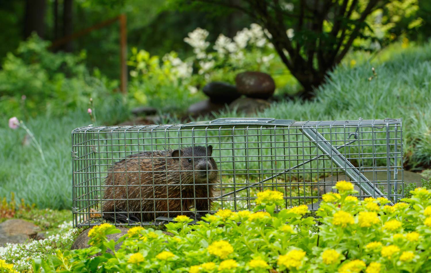 A captured groundhog on a live trap