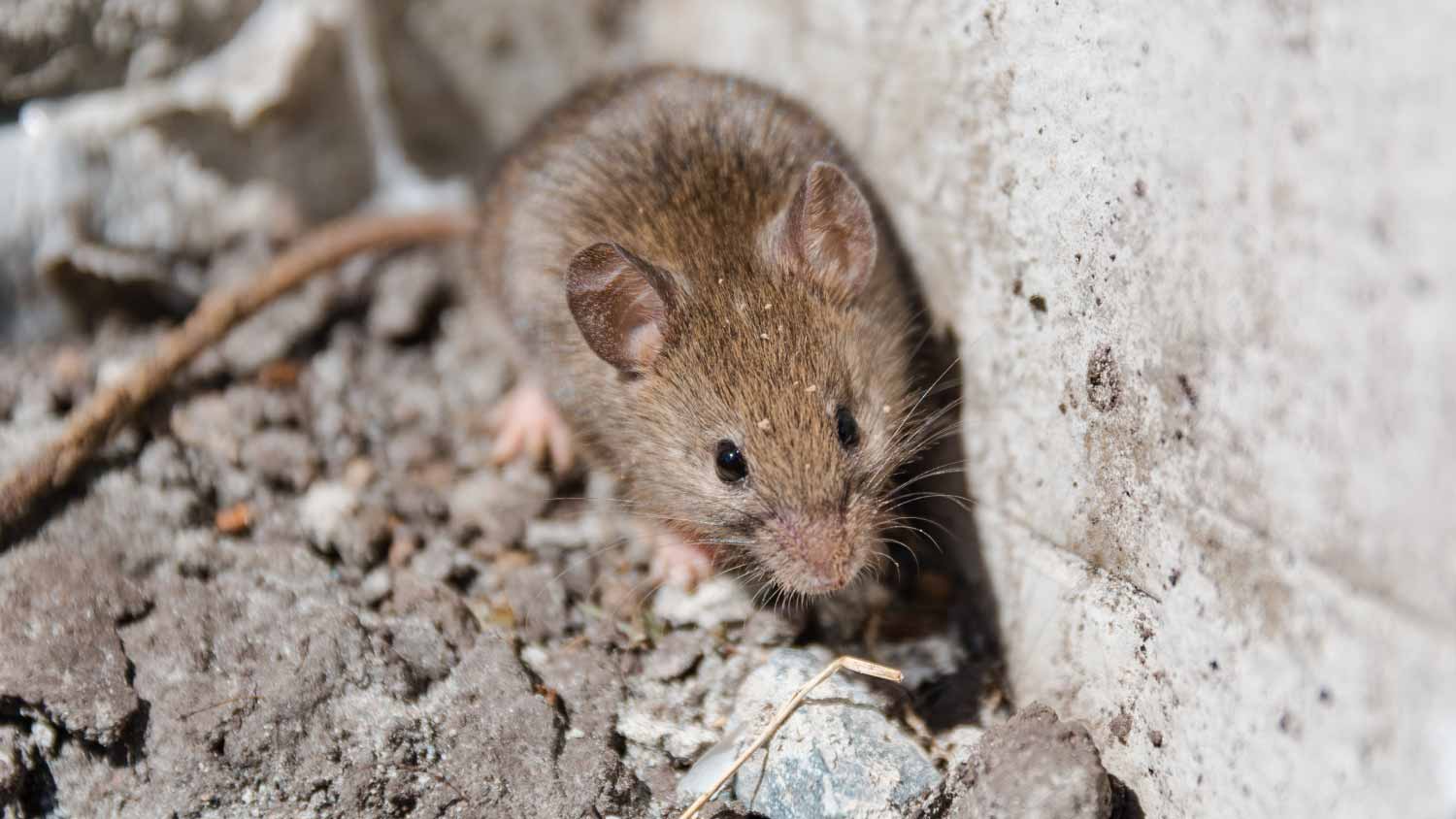 Gray mouse next to a wall