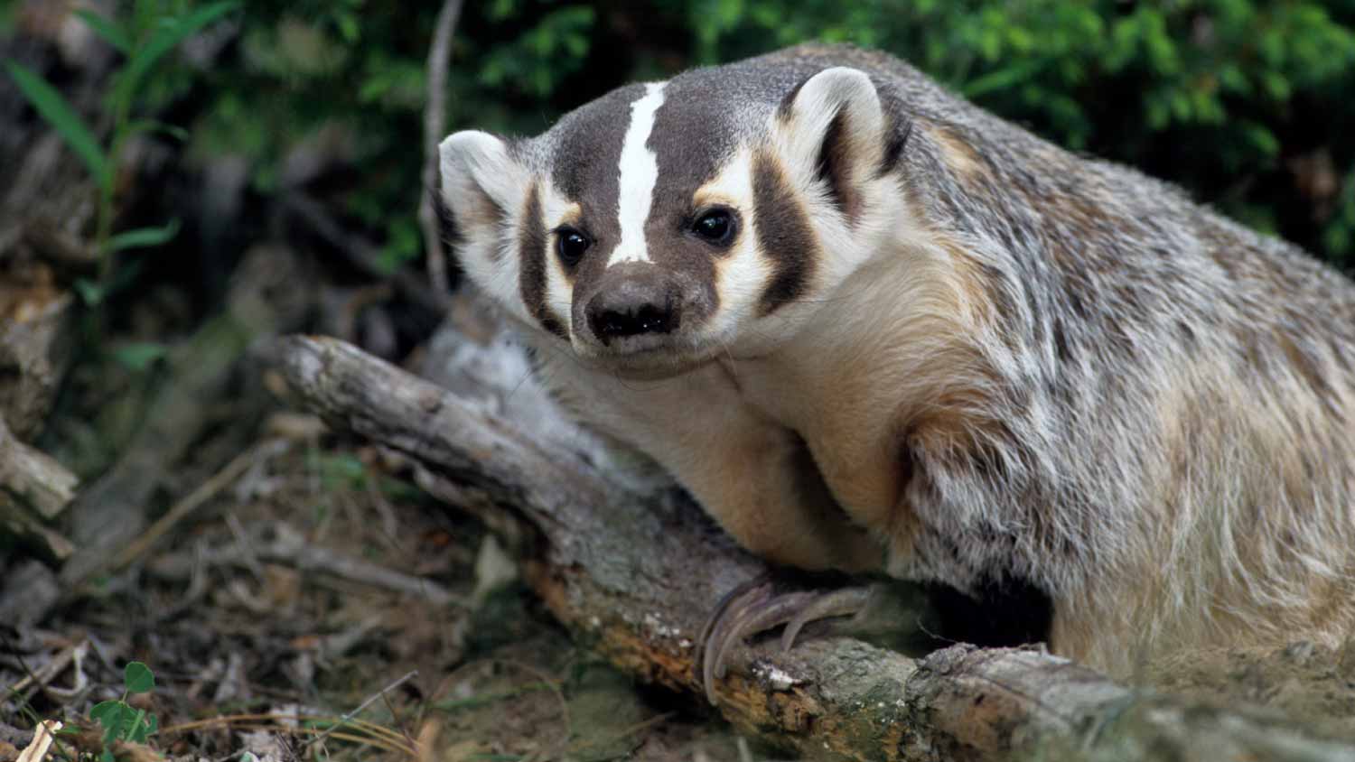 A small wild american badger