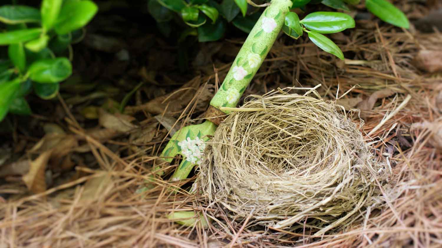 A bird’s nest next to plants