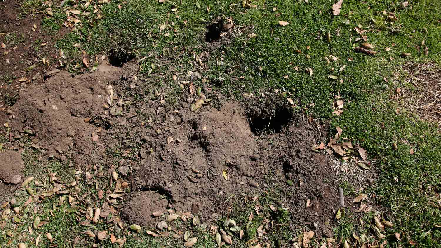 woodchuck holes in the ground