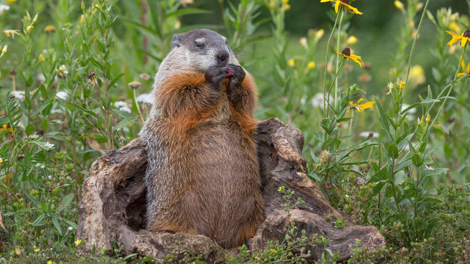 woodchuck eating in garden