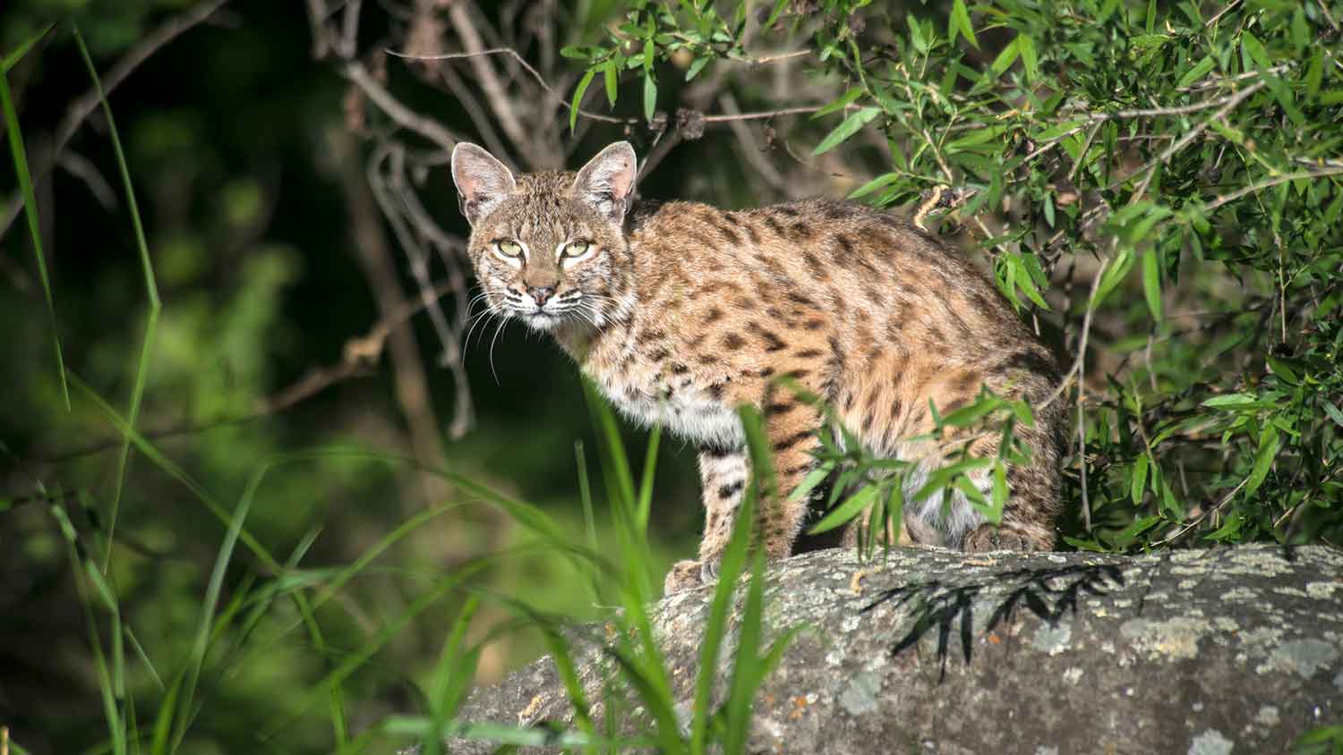 Bobcat sitting on a rock in the forest