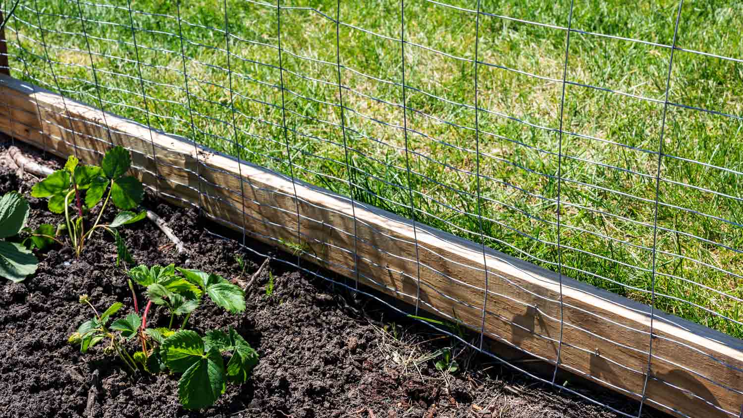 fence to prevent woodchucks into yard