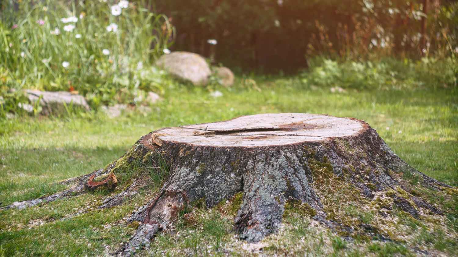 A large stump in a backyard