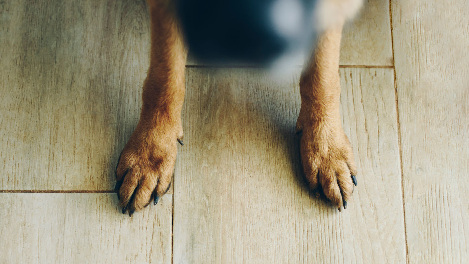 German Shepard Paw On The Floor, Close- up