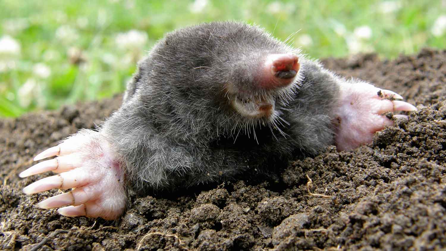 Closeup of a gray mole crawling out of mound
