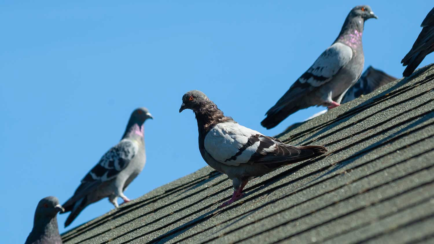 A flock of pigeons on a house’s roof