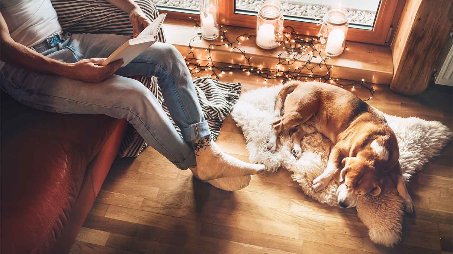 A view of a man and a dog in a cozy home