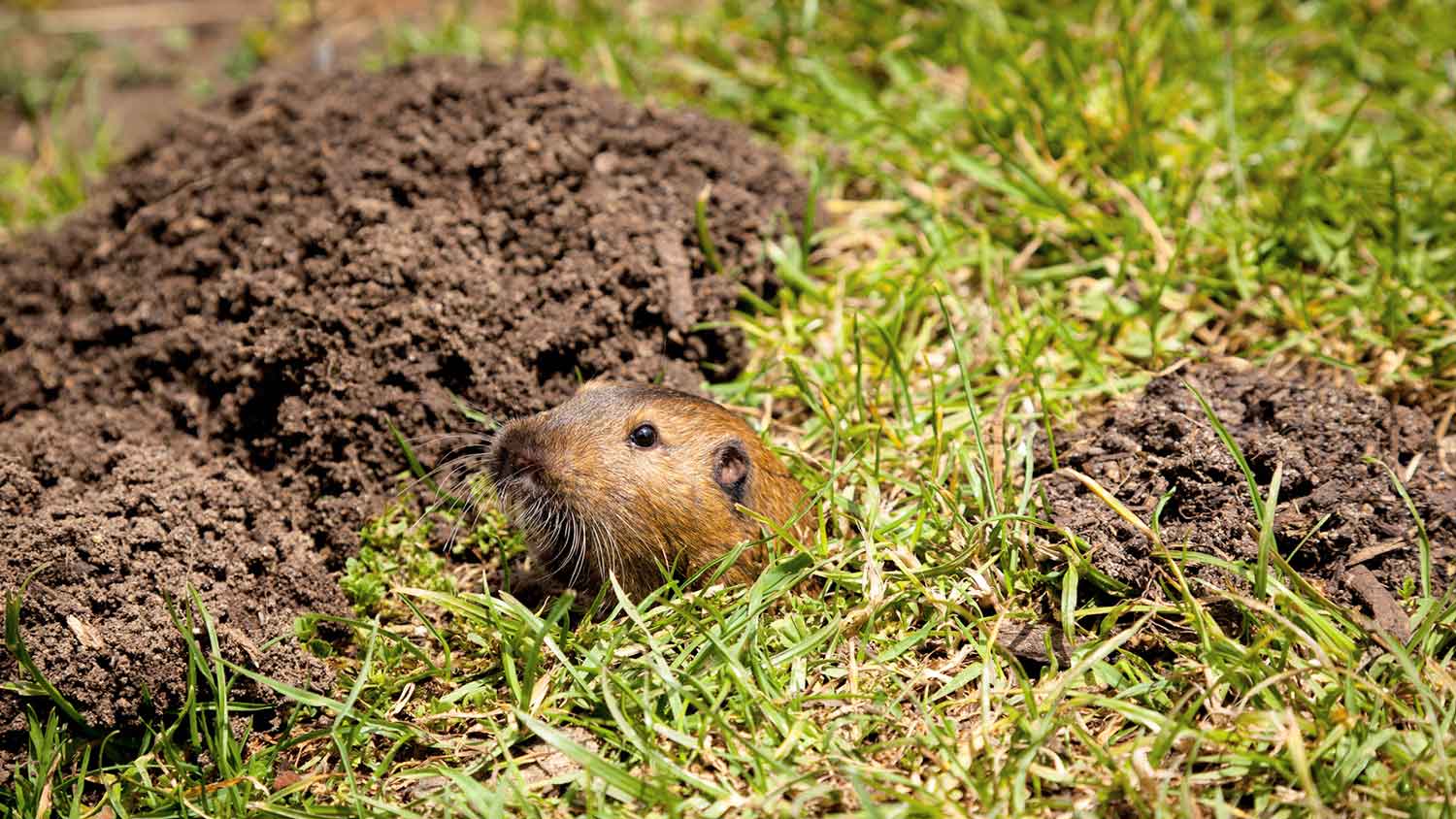 Gopher in the yard peeking out of a hole