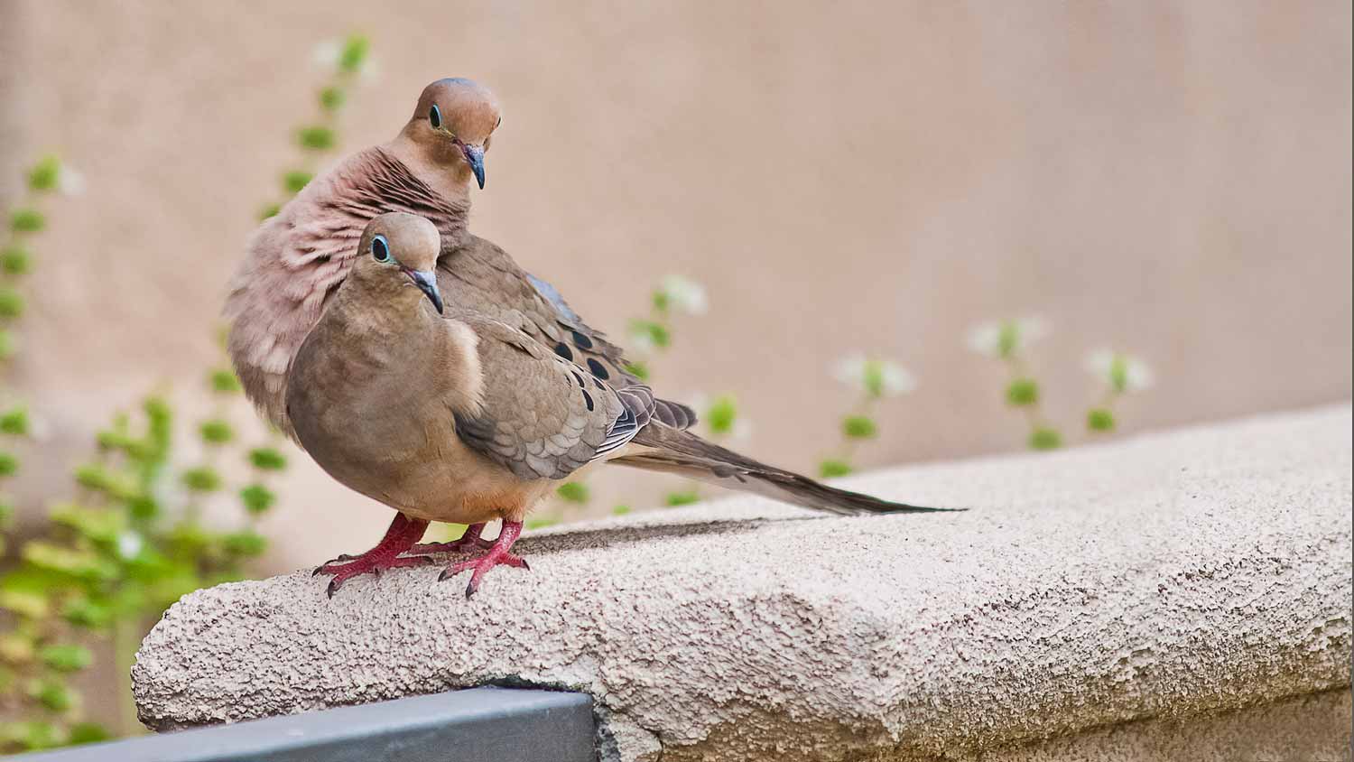 A pair of doves in a house’s porch