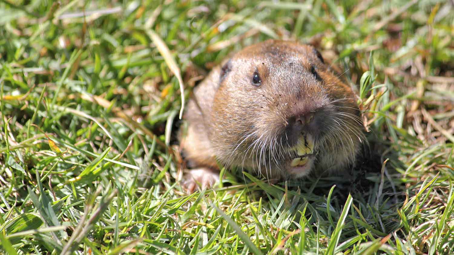Pocket gopher in the yard showing teeth