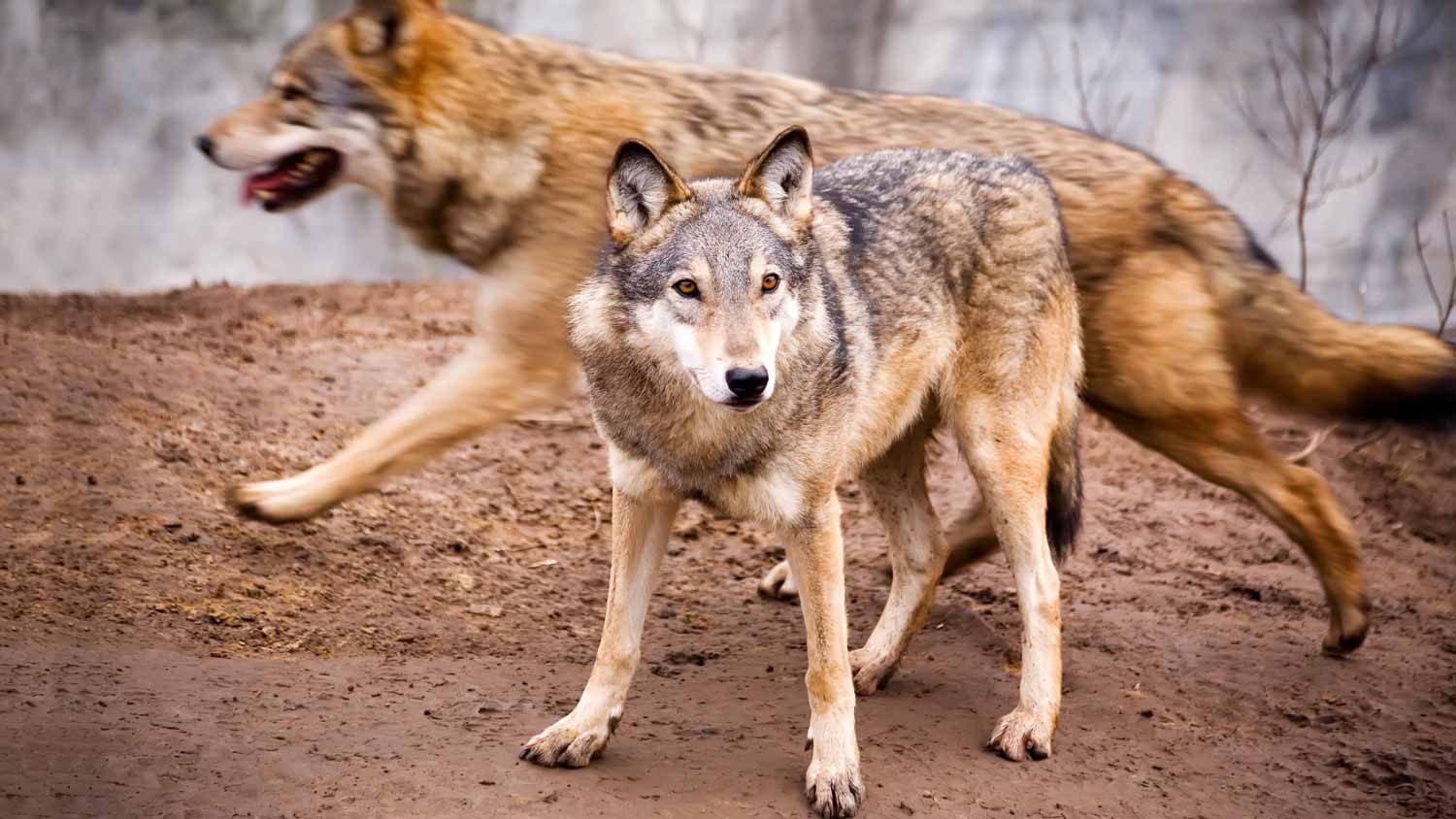 wolves roaming around the house