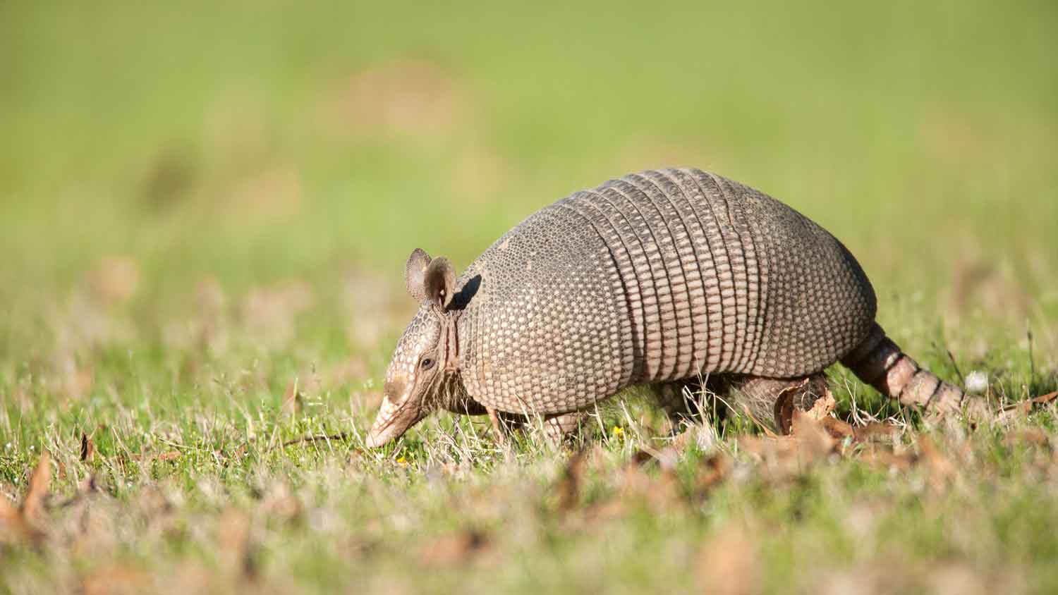 Armadillo walking on the grass
