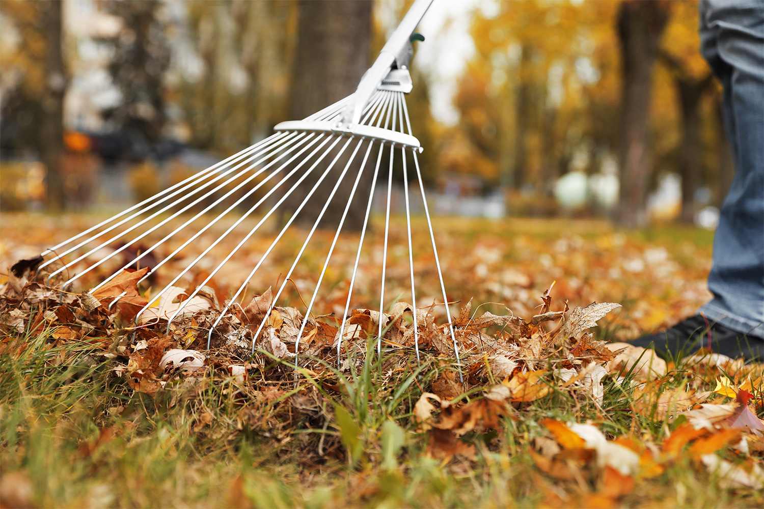 Raking leaves in back yard