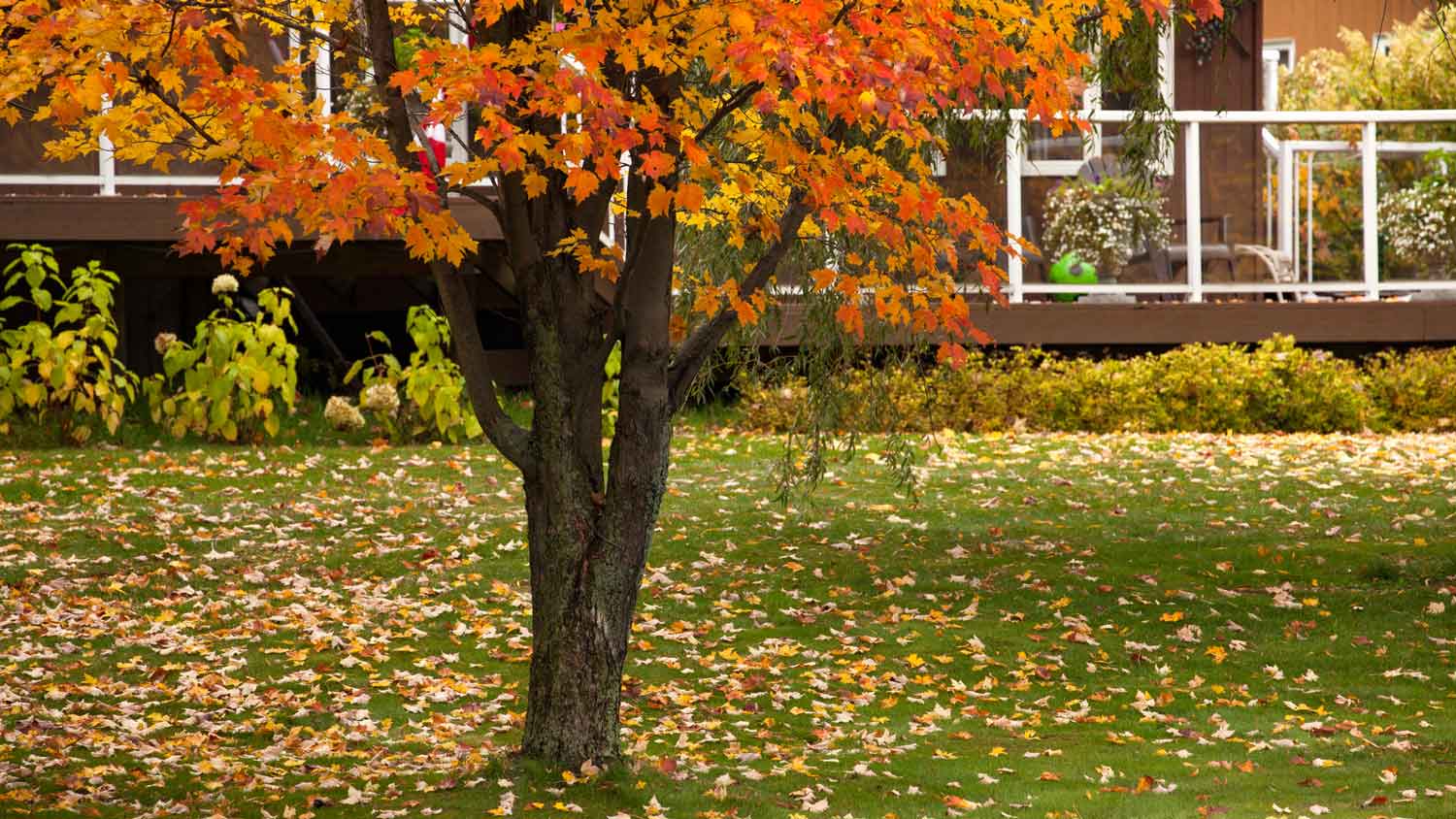 A backyard of a house during fall with leaves fallen