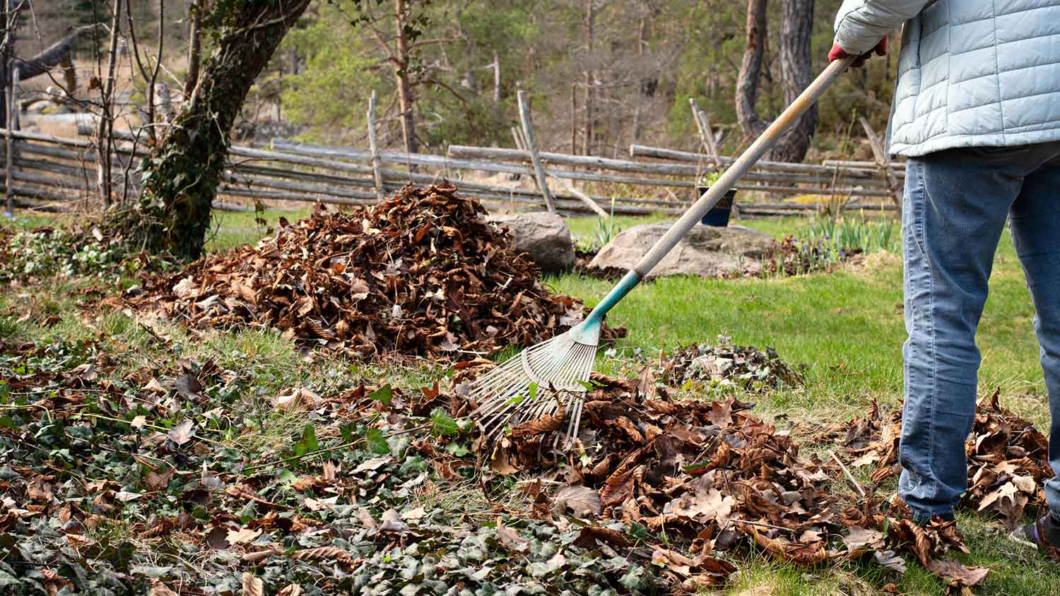 Gardener dividing and piling up autumn leaves