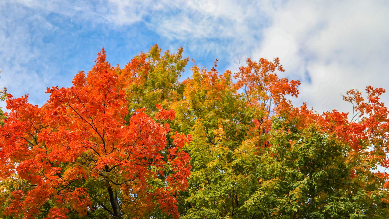 Fall foliage exhibiting a stunning array of bright colors