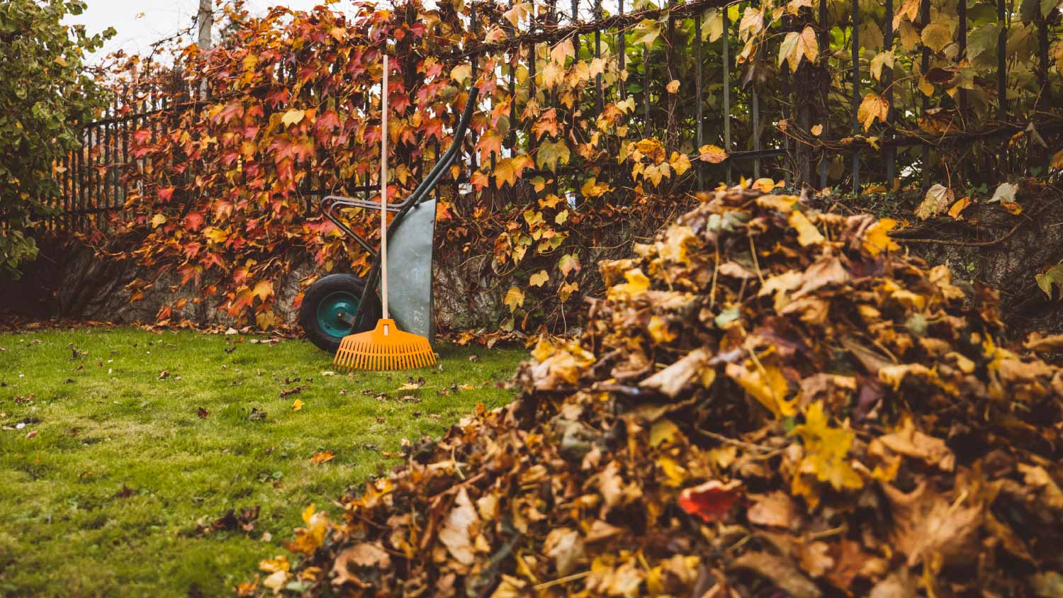 A pile of golden autumn leaves