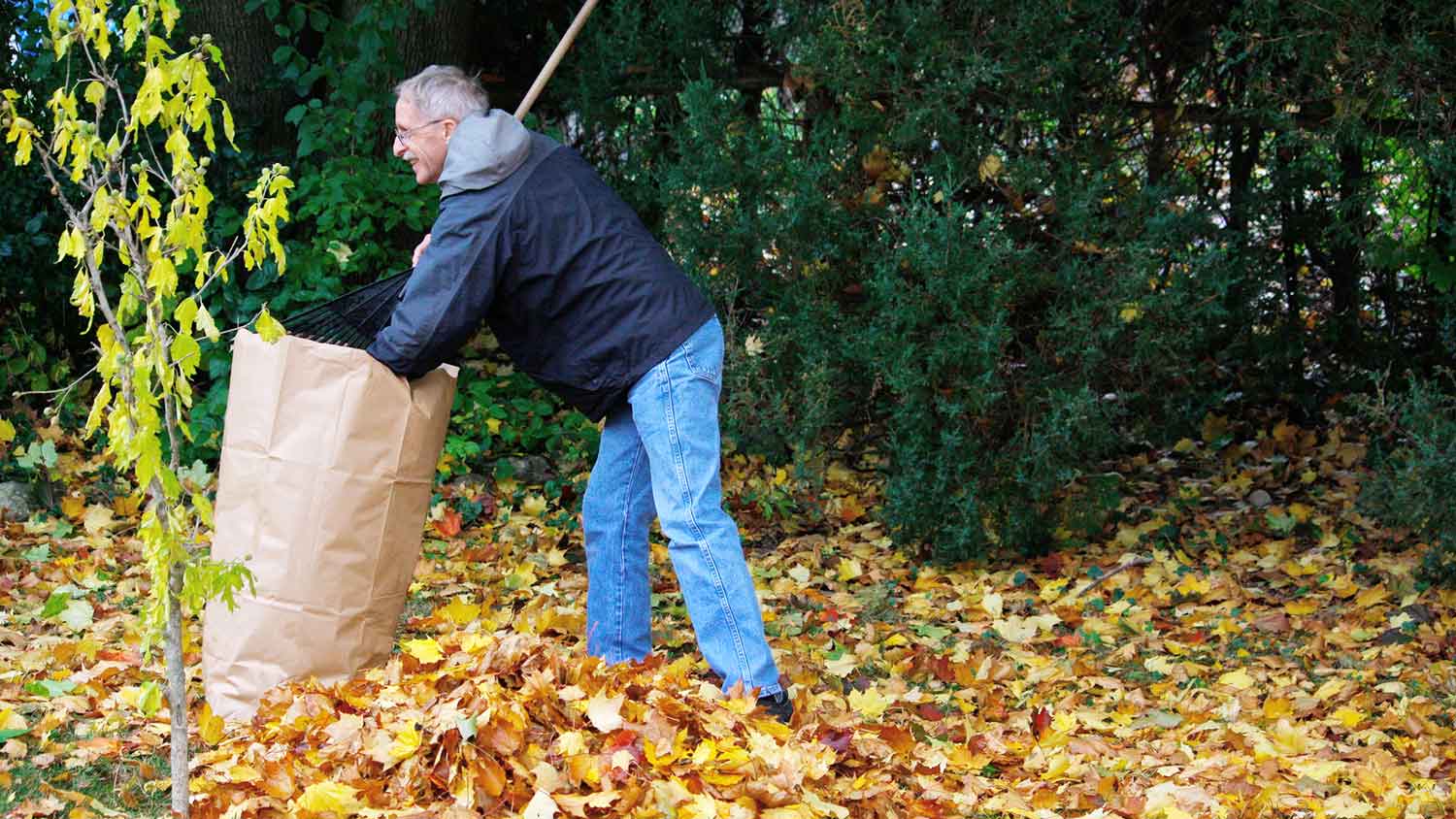 Man collecting autumn leaves in a paper bag