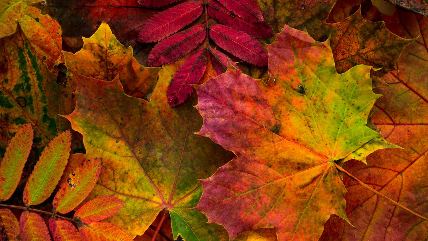 Detail of colorful fall leaves