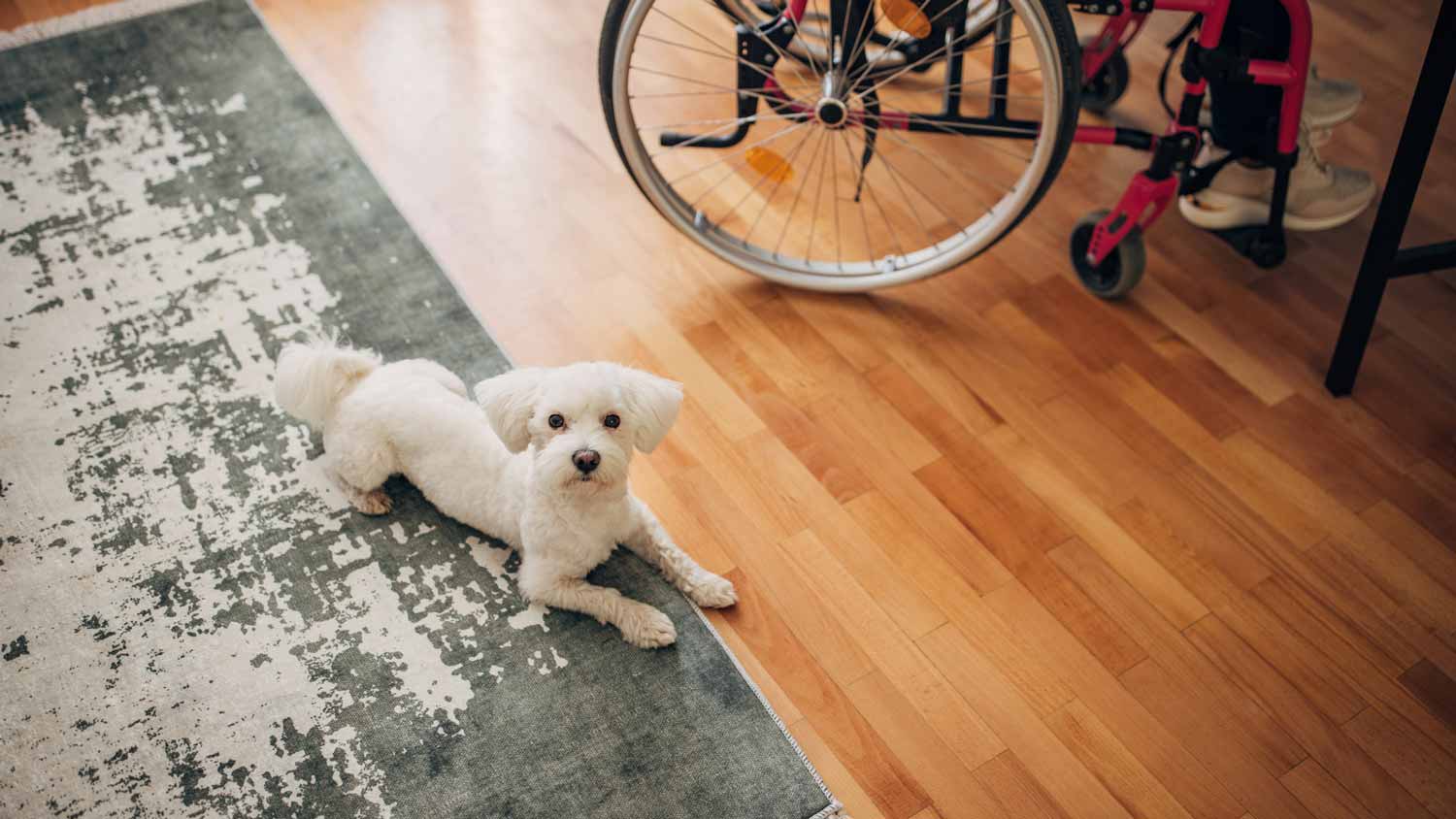 A dog sitting on a run on a laminate floor