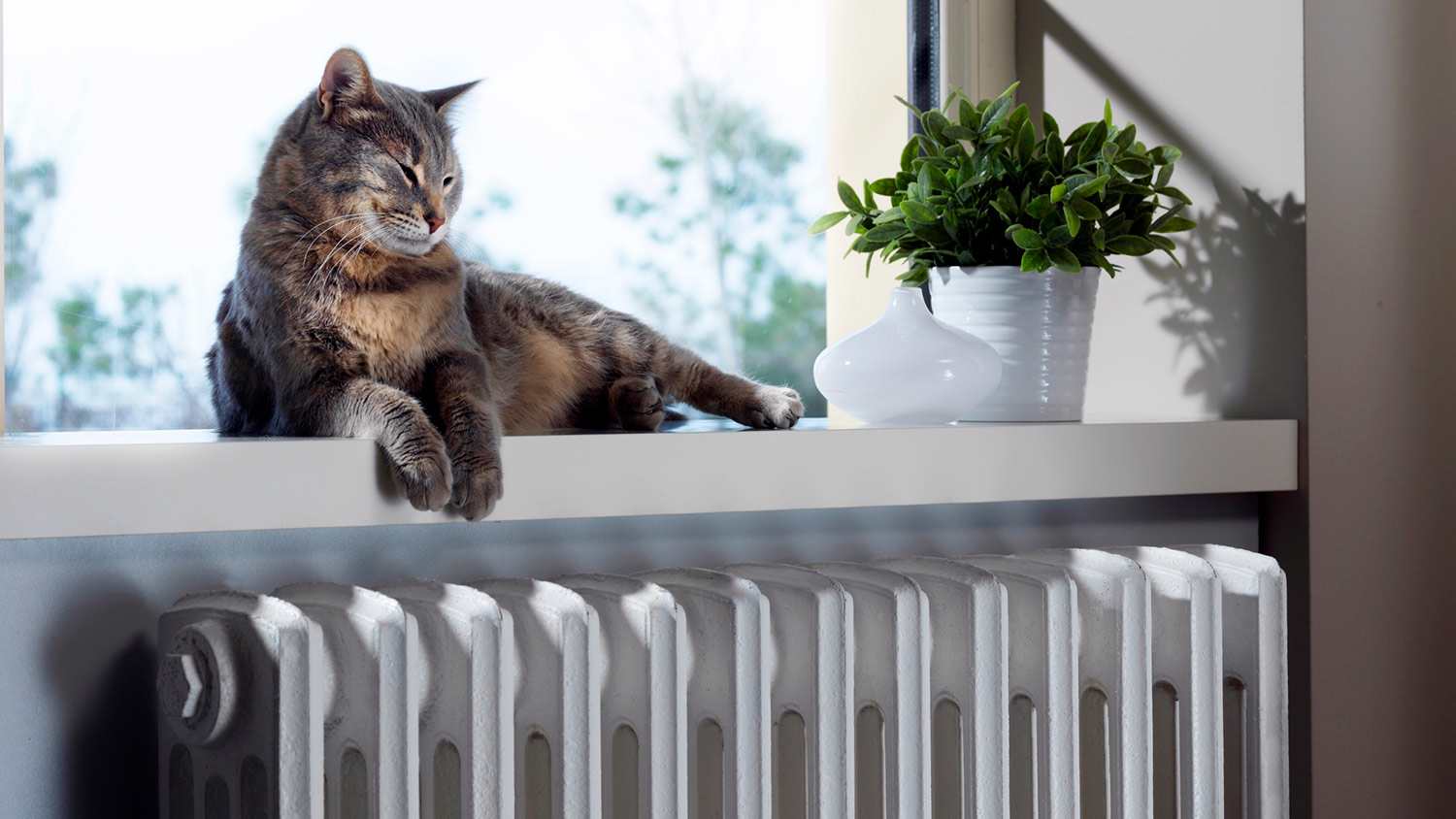 Cat lays in a window above a radiator